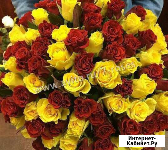 Розы желтые с красными, 101 шт- 50 см Краснодар - изображение 1