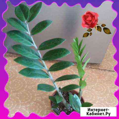 Замиокулькас (долларовое дерево) Ростов-на-Дону