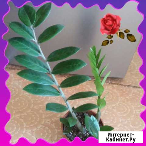 Замиокулькас (долларовое дерево) Ростов-на-Дону - изображение 1