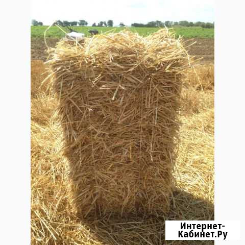 Солома ячменная в тюках Миллерово - изображение 1
