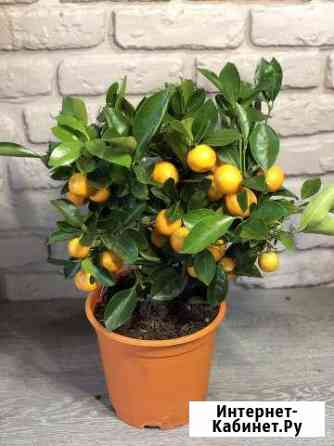 Мандариновое дерево Таганрог