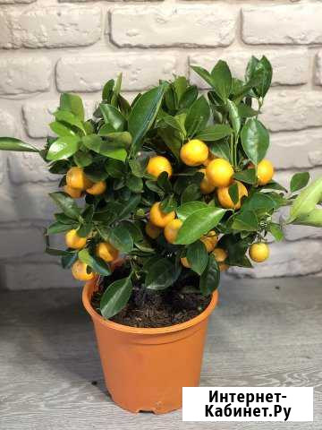 Мандариновое дерево Таганрог - изображение 1