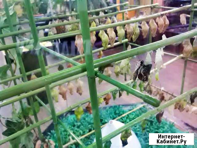 Высоко рентабельный бизнес ферма Живых Бабочек Домодедово - изображение 1