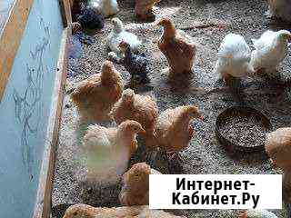 Цыплята кохинхин, легорн Сочи