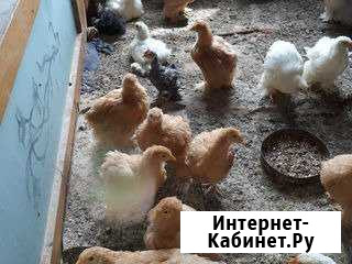 Цыплята кохинхин, легорн Сочи - изображение 1
