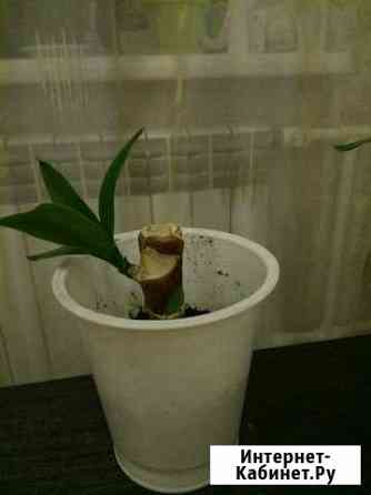 Комнатное дерево Юкка Иваново