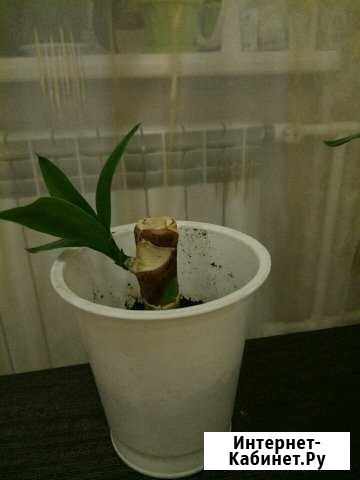 Комнатное дерево Юкка Иваново - изображение 1