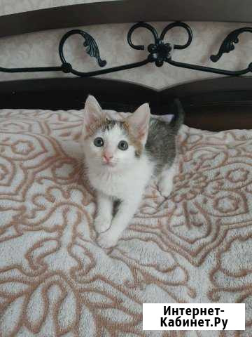 Котенок Ульяновск - изображение 1