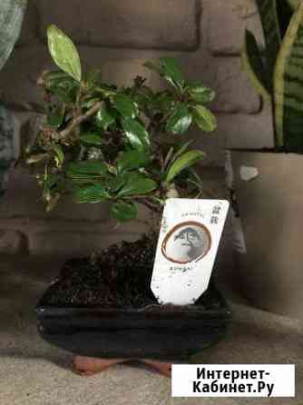 Бонсай Таганрог