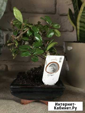Бонсай Таганрог - изображение 1