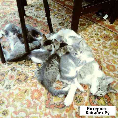 Котята мальчики и девочки Оренбург