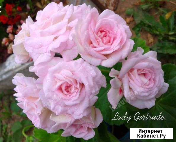 Пеларгония Millfield Rose. Lady Gertrude Железногорск - изображение 1