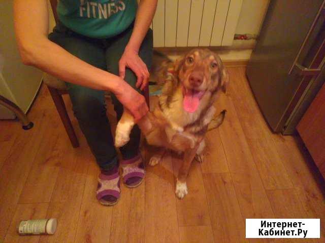 Красавица Линда 15.01.2017г Волгоград - изображение 1