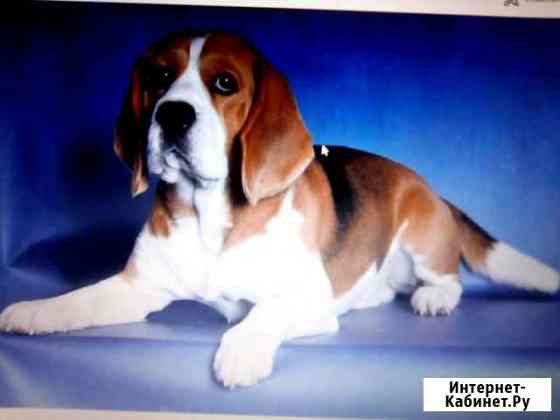 Вязка с биглем чемпионом россии и Ч РКФ Брянск