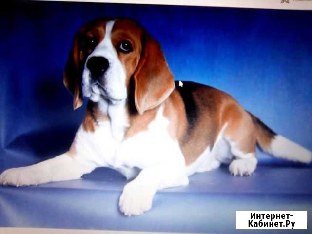 Вязка с биглем чемпионом россии и Ч РКФ Брянск - изображение 1