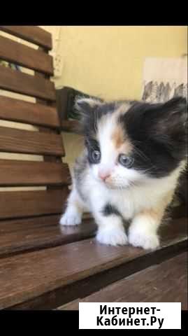 Котята бесплатно Тихорецк - изображение 1