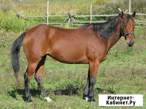 2 кобылы и 1 жеребец Нерчинск - изображение 1