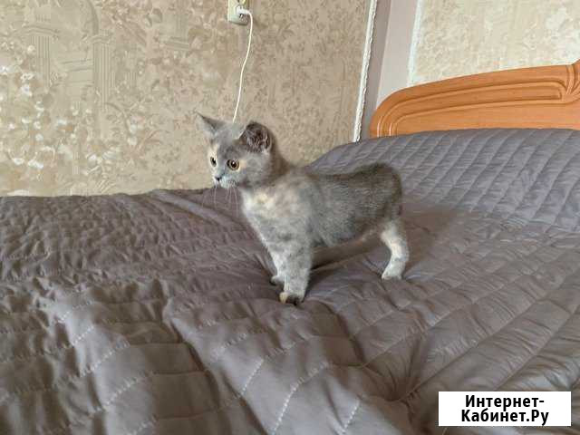 Котёнок, британец Северская - изображение 1