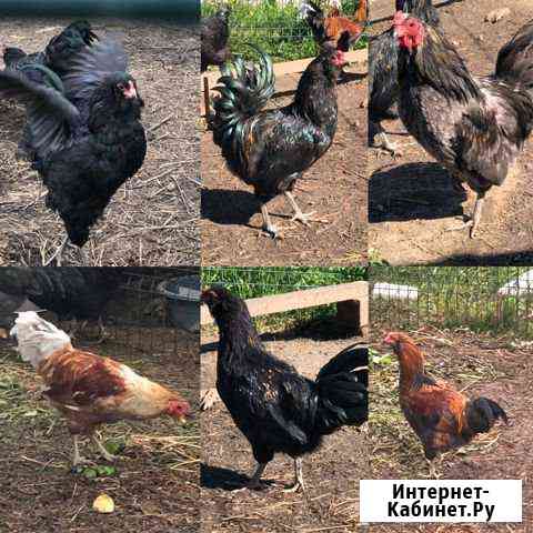 Петухи Амераукан 6 мес и 1,5 года красавцы Доставк Санкт-Петербург