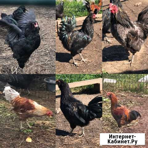 Петухи Амераукан 6 мес и 1,5 года красавцы Доставк Санкт-Петербург - изображение 1