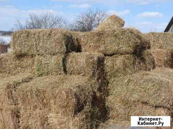 Сено в брикетах Новосибирск Новосибирск