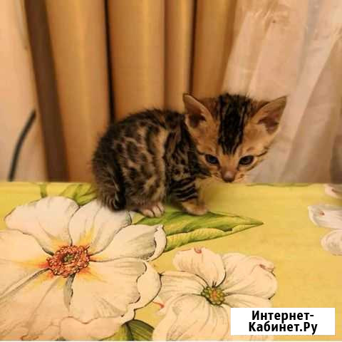 Бенгалы Армавир - изображение 1