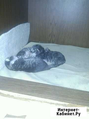 Котята 2 дня от роду. Отдам в добрые руки Люберцы - изображение 1