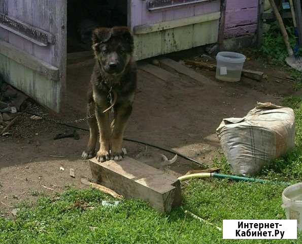 Щенок Свободный - изображение 1
