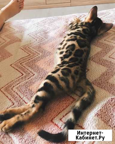 Бенгальский кот Одинцово - изображение 1