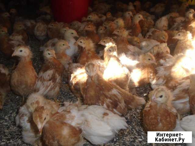 Цыплята яичного направления Липецк - изображение 1