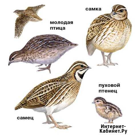 Перепела (молодняк, взрослые) Зыково - изображение 1