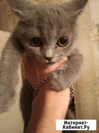Котенок британец Железногорск