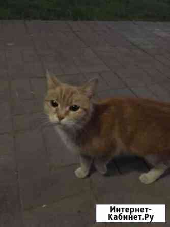 Котёнок ищет дом Дмитров