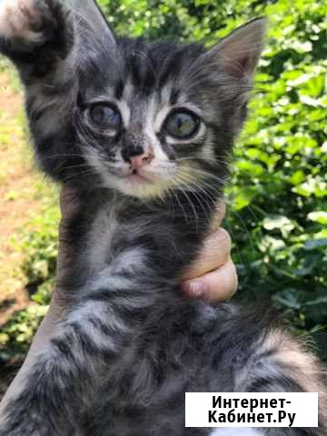 Котёнок девочка бесплатно Нальчик - изображение 1