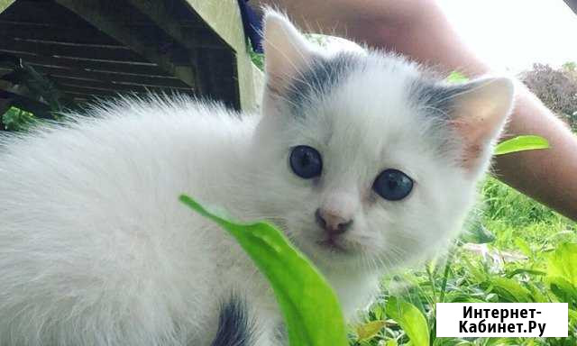 Котёнок Анапская - изображение 1
