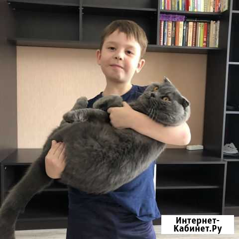 Вязка шотландский вислоухий кот Видное - изображение 1
