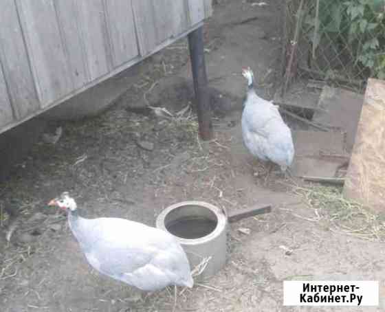 Цесарки Нижний Новгород