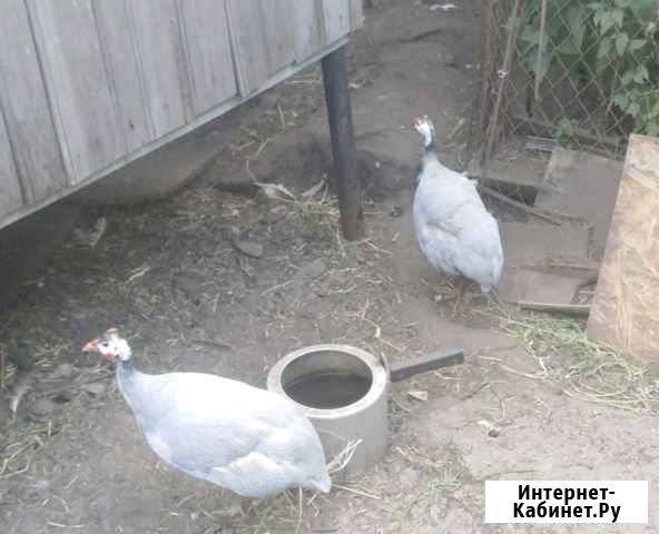 Цесарки Нижний Новгород - изображение 1