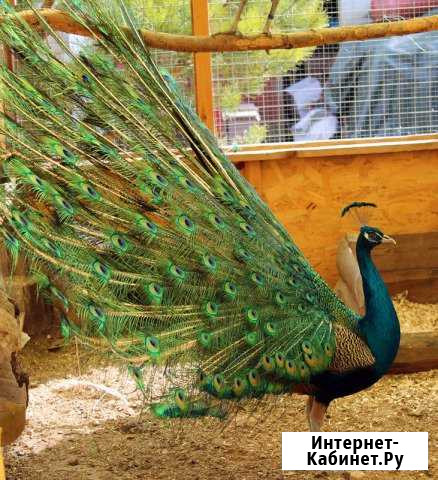 Павлины фазаны Казань - изображение 1