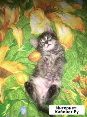 Которебенок Сыктывкар
