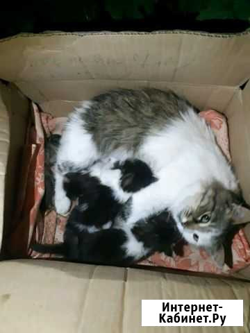 Котята Тимашевск - изображение 1