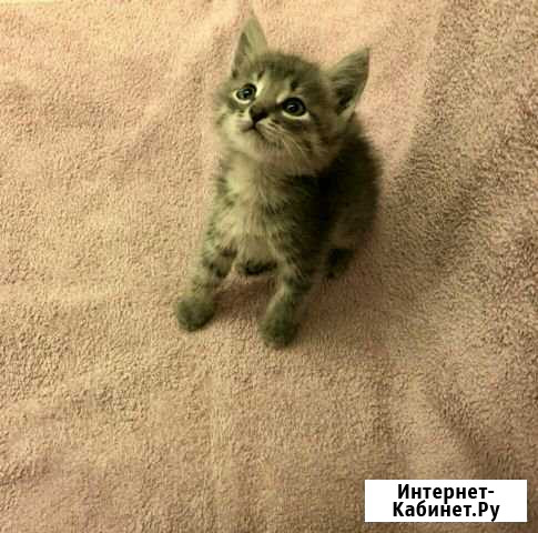 Котенок Дзержинск - изображение 1