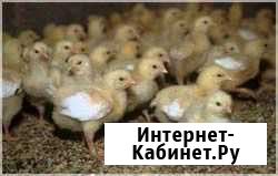 Цыплята Себрово - изображение 1