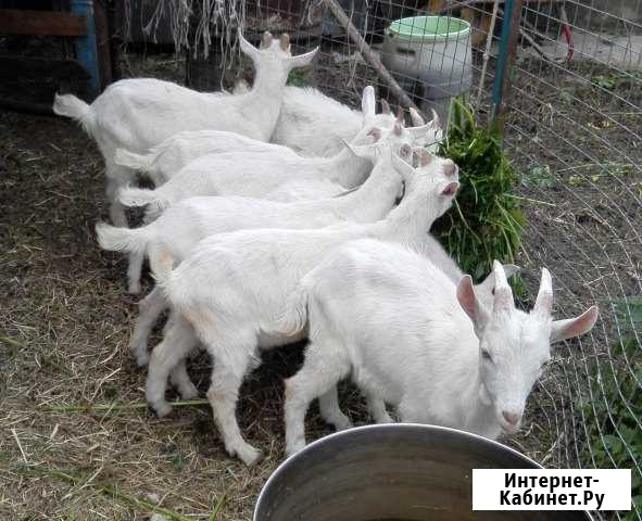 Продам козлят и козу - реально уникальных Красногорск - изображение 1
