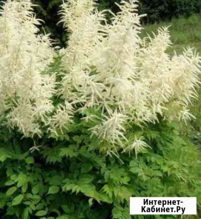 Волжанка Калуга