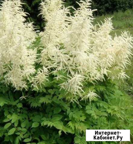 Волжанка Калуга - изображение 1