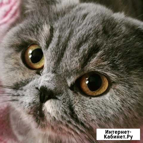 Отдам кошку, за шоколадку Прохладный - изображение 1