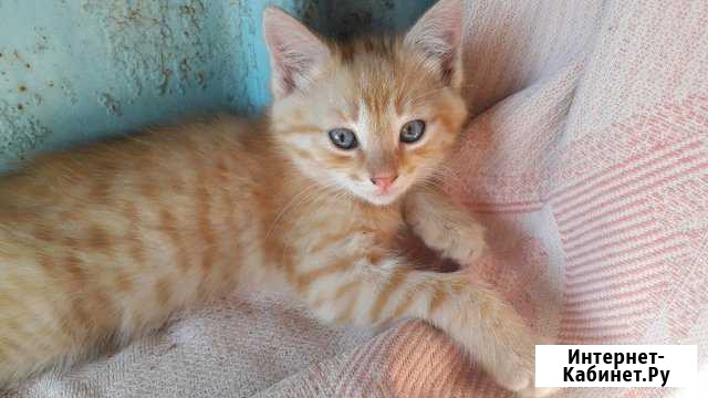 Котята Россошь - изображение 1