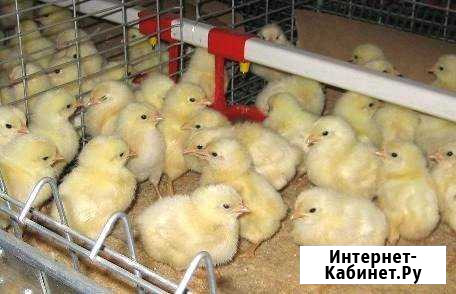 Цыплята подрощенные 1 месяц запись Казань - изображение 1