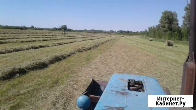 Сено луговое Ахтубинск - изображение 1